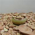 High quality dry broad beans / faba beans / fava beans seed for cannery